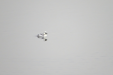 Wildlife sightings for 21st December 2021